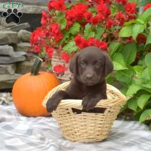 Penny, Chocolate Labrador Retriever Puppy