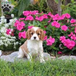 Penny, Cavalier King Charles Spaniel Puppy