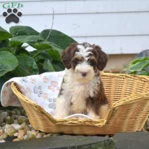 Penny, Mini Bernedoodle Puppy