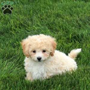 Penny, Bich-Poo Puppy