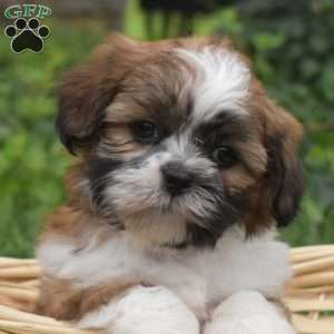 Penny, Shih Tzu Puppy