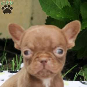 Penny, French Bulldog Puppy