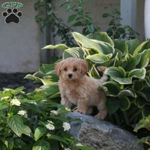 Penny, Maltipoo Puppy