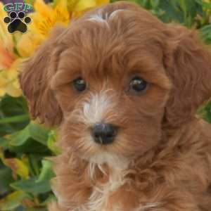 Penny, Cavapoo Puppy
