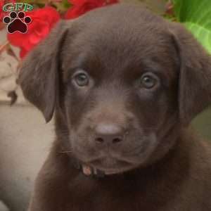 Penny, Chocolate Labrador Retriever Puppy