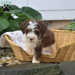 Penny, Mini Bernedoodle Puppy
