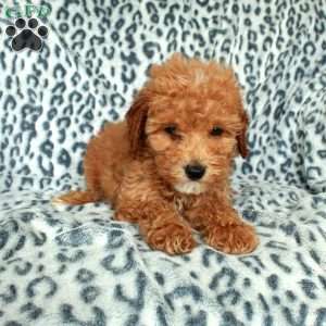 Petunia, Miniature Poodle Puppy