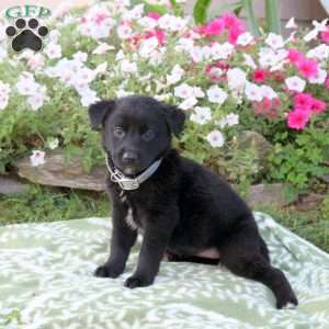 Peony, Labrador Mix Puppy
