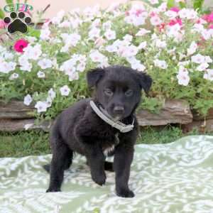 Peony, Labrador Mix Puppy