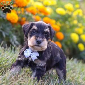 Pepper, Miniature Schnauzer Puppy