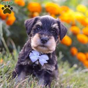 Pepper, Miniature Schnauzer Puppy