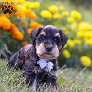 Pepper, Miniature Schnauzer Puppy