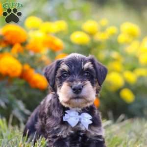 Pepper, Miniature Schnauzer Puppy