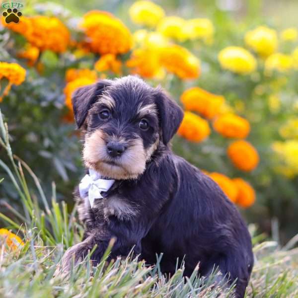 Pepper, Miniature Schnauzer Puppy