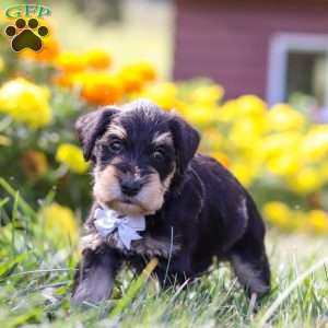 Pepper, Miniature Schnauzer Puppy