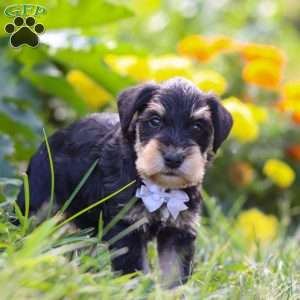 Pepper, Miniature Schnauzer Puppy