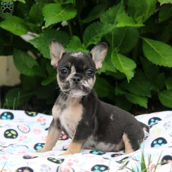 Pepper, French Bulldog Puppy