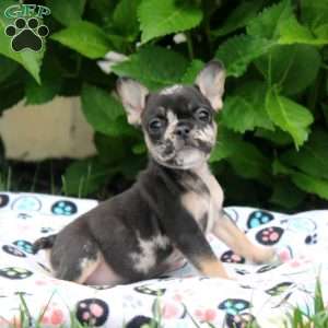 Pepper, French Bulldog Puppy