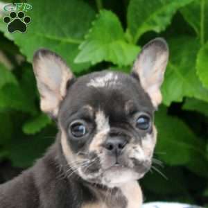 Pepper, French Bulldog Puppy