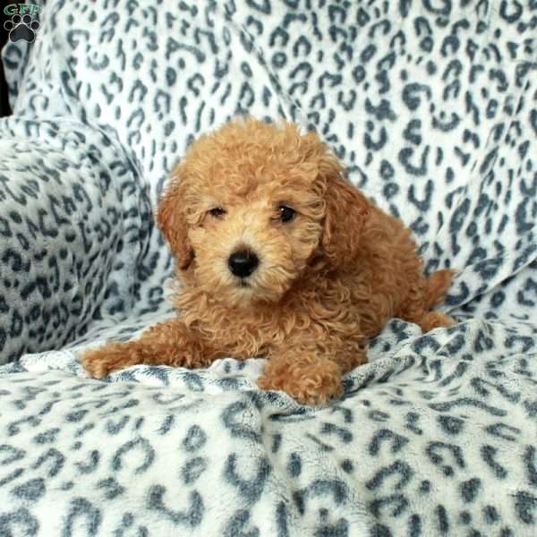 Pepper, Miniature Poodle Puppy