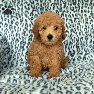 Pepper, Miniature Poodle Puppy