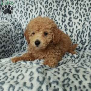 Pepper, Miniature Poodle Puppy