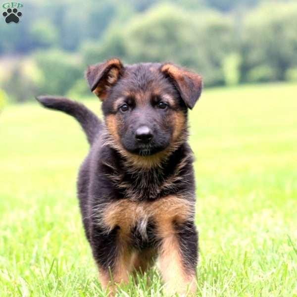 Pepper, German Shepherd Puppy