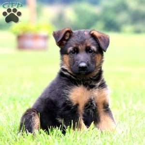 Pepper, German Shepherd Puppy