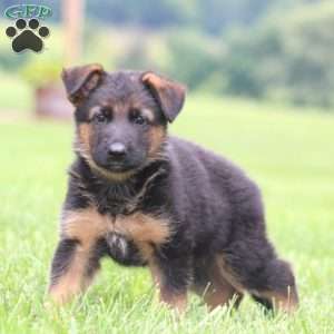Pepper, German Shepherd Puppy