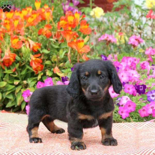 Peppermint Patty-Mini, Dachshund Puppy