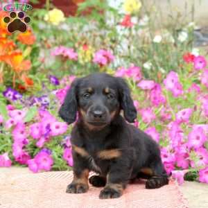 Peppermint Patty-Mini, Dachshund Puppy