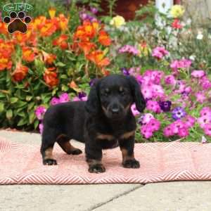 Peppermint Patty-Mini, Dachshund Puppy