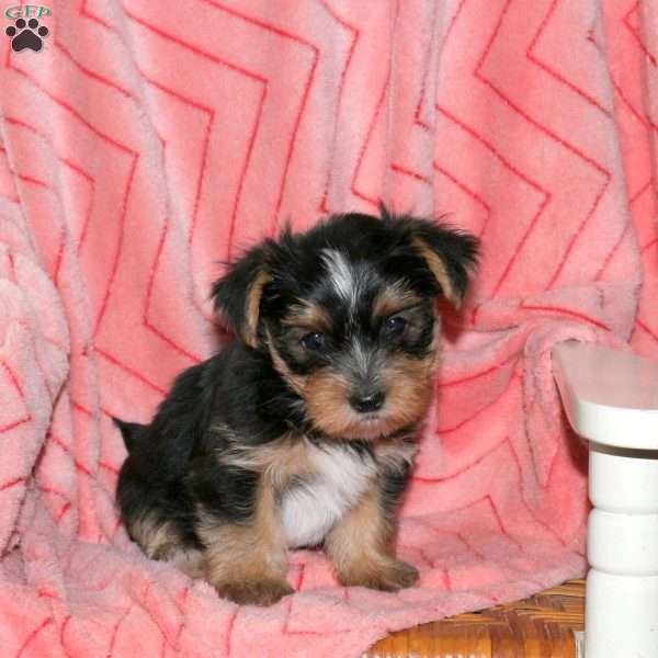 Pepsi, Yorkie Puppy