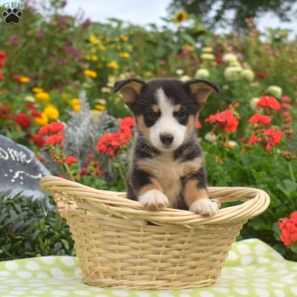 Pepsi, Pembroke Welsh Corgi Puppy