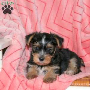 Pepsi, Yorkie Puppy
