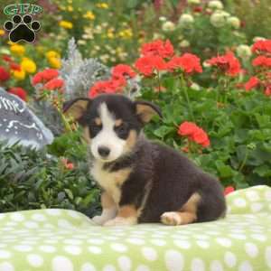 Pepsi, Pembroke Welsh Corgi Puppy