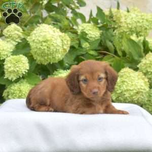 Pepsi – Mini, Dachshund Puppy
