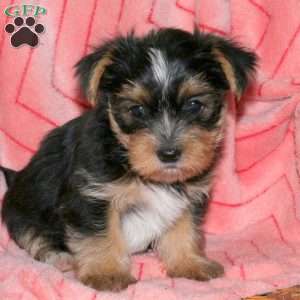Pepsi, Yorkie Puppy