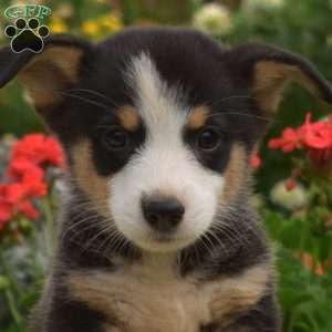 Pepsi, Pembroke Welsh Corgi Puppy