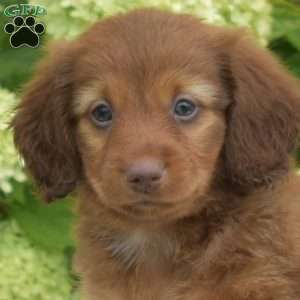 Pepsi – Mini, Dachshund Puppy