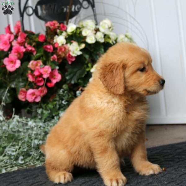 Pepsi, Golden Retriever Puppy