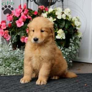 Pepsi, Golden Retriever Puppy