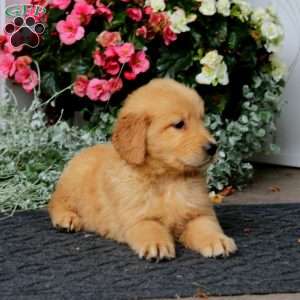 Pepsi, Golden Retriever Puppy