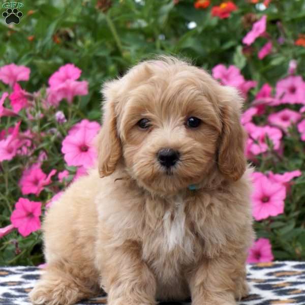 Percy, Maltipoo Puppy
