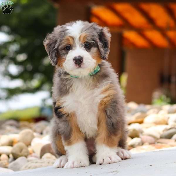 Perseus, Mini Bernedoodle Puppy