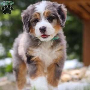 Perseus, Mini Bernedoodle Puppy