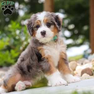 Perseus, Mini Bernedoodle Puppy