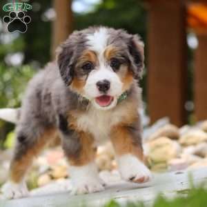 Perseus, Mini Bernedoodle Puppy