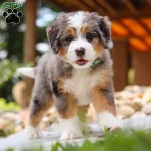 Perseus, Mini Bernedoodle Puppy