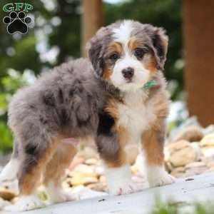 Perseus, Mini Bernedoodle Puppy